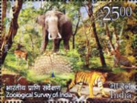 Peacock, Tiger, Elephant and Monkey