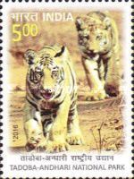Tiger (Panthera tigris) Cubs