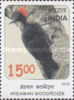 Andaman Woodpecker (Dryocopus hodgei)