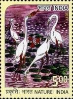 Cranes