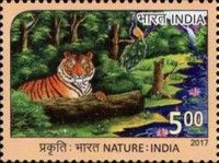 Tiger and Peacock in Forest