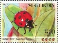 Seven-spot Ladybird (Coccinella septempunctata)