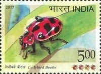 Ladybird Beetle Facing Left