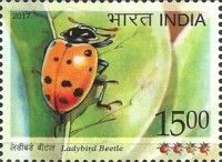 Harlequin Ladybird (Harmonia axyridis)