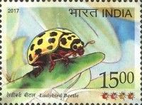 22-spot Ladybird (Psyllobora vigintiduopunctata)