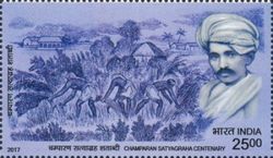 Mohandas Gandhi and Tenant Farmers Harvesting Indigo Crop