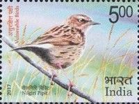 Nilgiri Pipit (Anthus nilghiriensis)