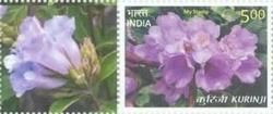 Kurunji Flower of Kerala