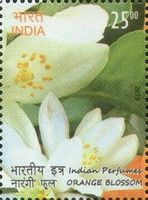 Orange Blossom Flowers