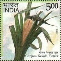 Kewda Flower, Ganjam