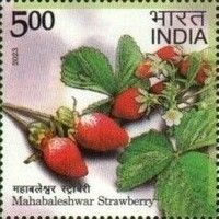Strawberry, Mahabaleshwar
