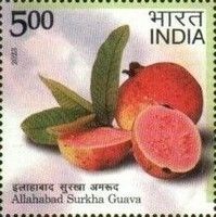 Surkha Guava, Allahabad