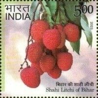 Shahi Litchi, Bihar