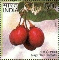 Tree Tomato, Naga