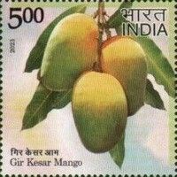 Kesar Mango, Gir