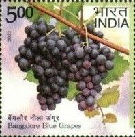 Blue Grapes, Bangalore