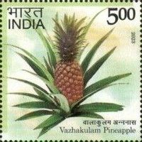 Pineapple, Vazhakulam