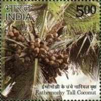 Tall Coconut, Eathamozhy