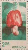 Cashew (Anacardium occidentale)