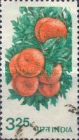 Orange (Citrus sinensis)