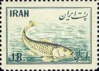 Atlantic Herring (Clupea harengus)