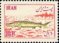 Beluga Sturgeon (Huso huso)