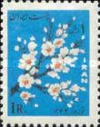 Cherry blossoms