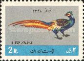 Green Pheasant (Phasianus colchicus versicolor) 
