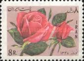 Hybrid tea rose