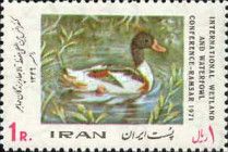 Shelduck (Tadorna tadorna)