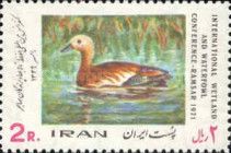 Ruddy Shelduck (Tadorna ferruginea)