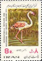 Greater Flamingo (Phoenicopterus ruber roseus)