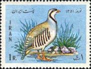 Chukar Partridge (Alectoris chukar)