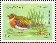 Pin-tailed Sandgrouse (Pterocles alchata)