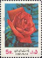 Rosa hybris