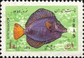 Purple Tang (Zebrasoma xanthurus) 