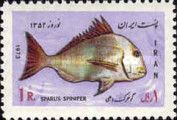 King Soldier Bream (Argyrops spinifer) 