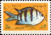 Sergeant Major (Abudefduf saxatilis)
