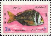 Porkfish (Anisotremus virginicus)