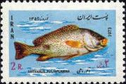 Dory Snapper (Lutianus fulviflamma)