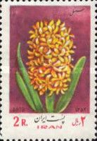 Hyacinthus