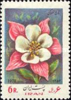 Columbine (Aquilegia)