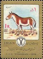 Persian Wild Ass (Equus hemiomus onager)