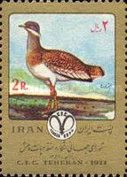 Great Bustard (Otis tarda)