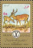 Persian Fallow Deer (Dama mesopotamica)