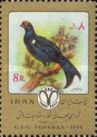 Black Grouse (Lyrurus tetrix)