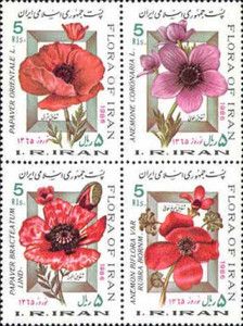 Iranian Poppy (Papaver bracteatum)