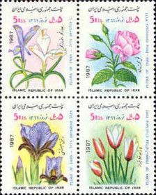 Tulipa clusiana