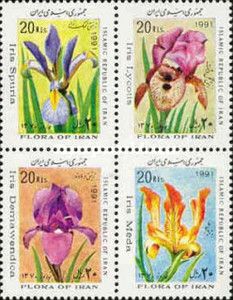 Iris lycotis