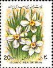Narcissi (Narcissus poeticus)